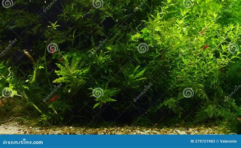 Healthy Green Aquatic Vegetation Red Cherry Neocaridina Shrimp Clean Twigs Of Pearl Weed