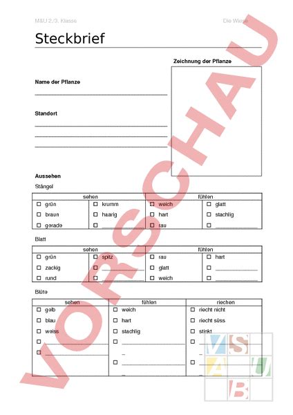 Steckbrief Pflanzen