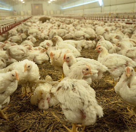 Antibiotika im Hühnerstall Tierschutz Umlage soll Massentierhaltung