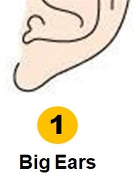 ketahui kepribadian lewat bentuk telinga punya kamu