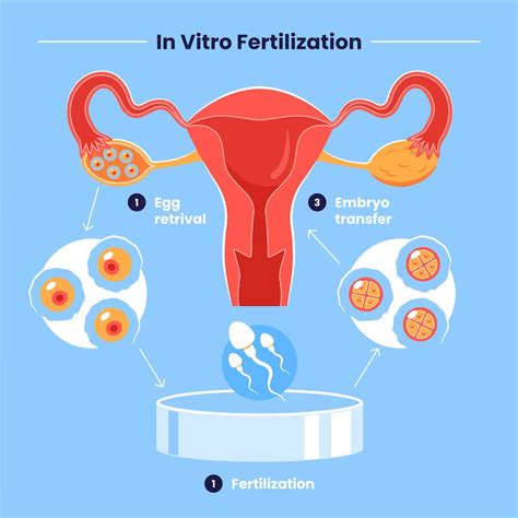 All You Need To Know About Embryo Freezing