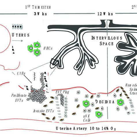 Schematic Illustrating Placental Development From Blastocyst