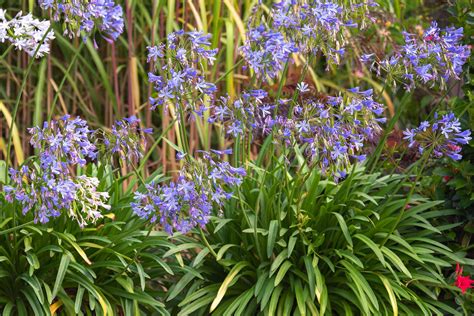 How To Plant Grow And Care For Agapanthus