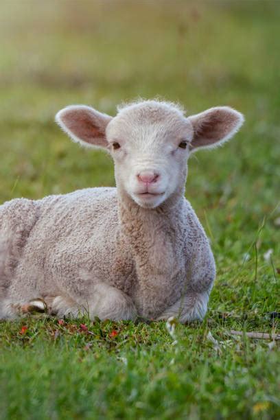 1000 Lying Down Lamb Sheep Grass Stock Photos Pictures And Royalty