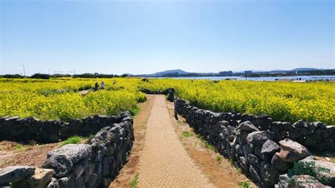 제주도 유채꽃 광치기해변 성산일출봉 유채꽃 제주 동쪽여행 네이버 블로그