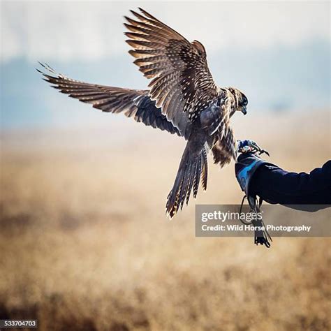 591 Falcon Landing Stock Photos, High-Res Pictures, and Images - Getty ...