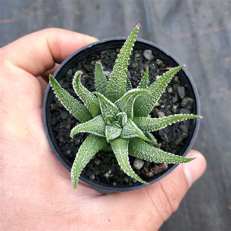 Haworthia Minima Syn H Margaritifera Let Love Grow Succulent