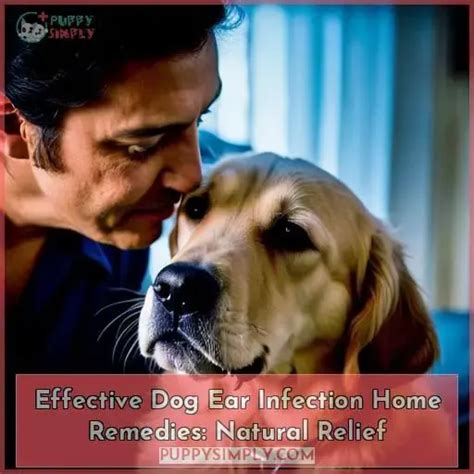 Effective Dog Ear Infection Home Remedies: Natural Relief