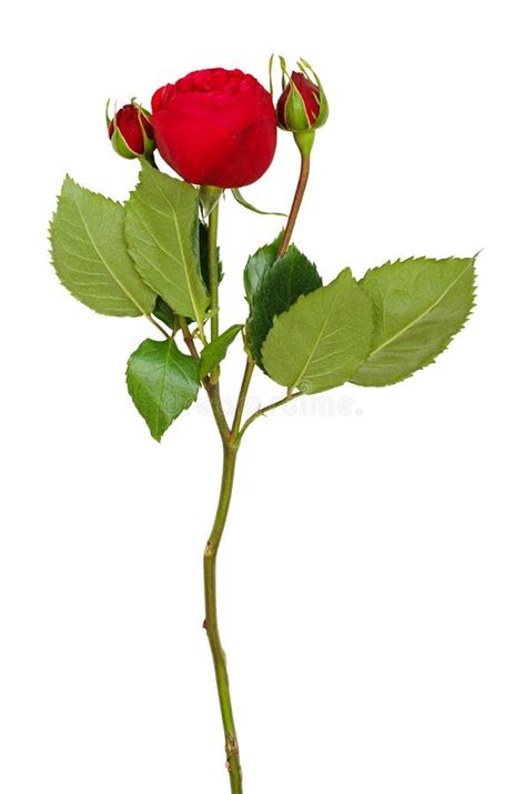 Red Round Rose Flower And Buds Stock Image Image Of Cardinal Ruby