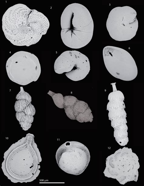 Deep Water Foraminiferal Species 1 Planulina Wuellerstorfi Schwager