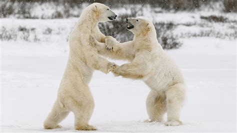 Baby Polar Bears Playing