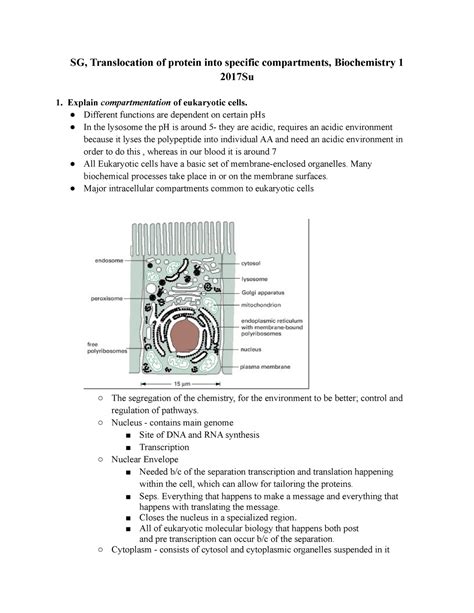 Biochem Sg Study Guide Goldberg Sg Translocation Of Protein