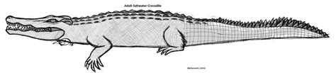 Saltwater Crocodile Sketch by MerlynsMidnight on DeviantArt