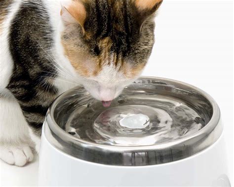 Catit Stainless Steel Top Drinking Fountain 2l พีต้า เพ็ทช็อป