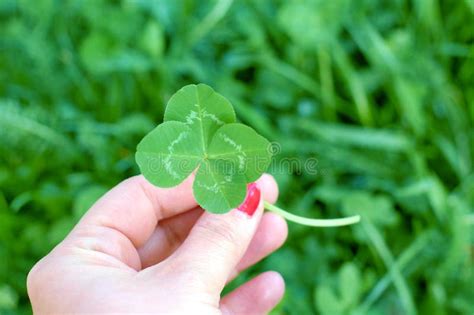 Trèfle De Quatre Feuilles Chez La Main Des Femmes Symbole De La Bonne