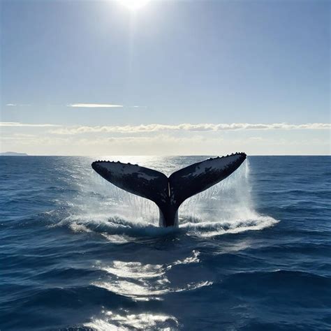 Cauda De Baleia Em Salpicos De Gua Mergulhando Perto De Um Barco