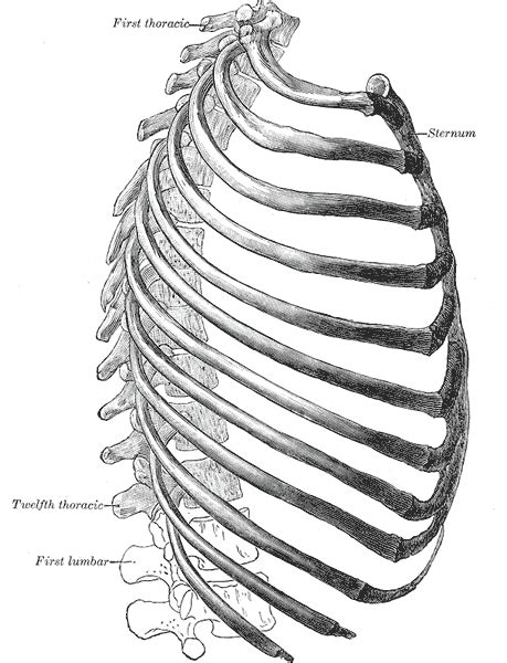 74b Thoracic Cage Ribs Medicine Libretexts