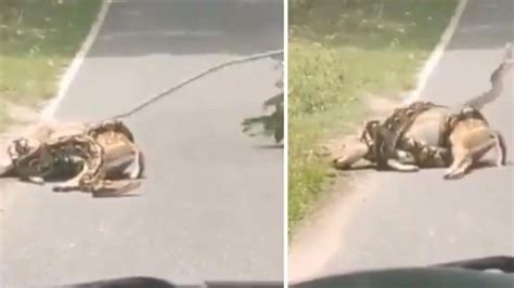 Foto Detik Detik Pria Selamatkan Rusa Dari Cengkeraman Ular Piton