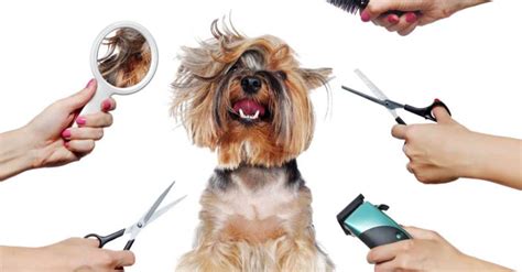 Reasons Why Your Pet Needs Grooming Services