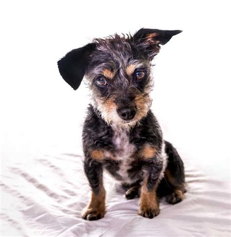 Dorkie | Dog Breed Info And Characteristics