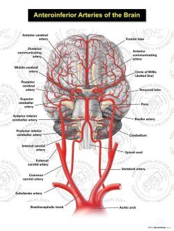 Pathway Of Blood To The Brain Illustration Anatomical Justice