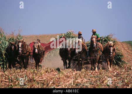 Amish horse drawn farm corn picker on the field near Berlin, Ohio, USA Stock Photo - Alamy