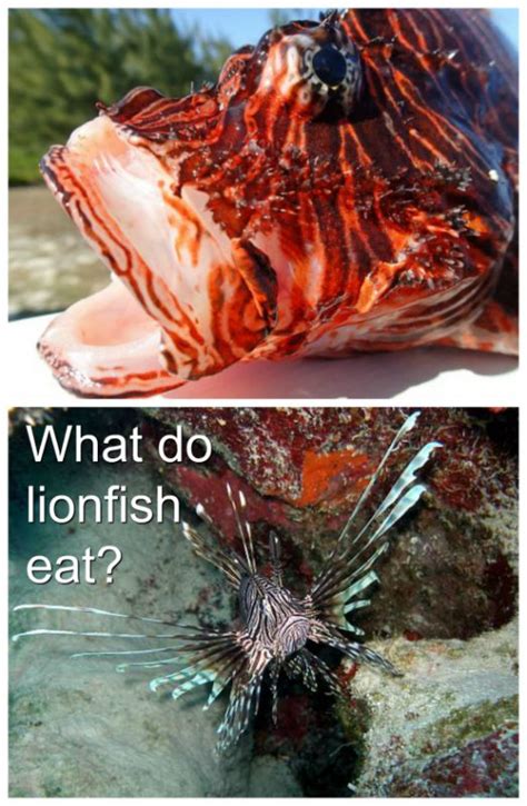 What Do Lionfish Eat Lionfish Hunting