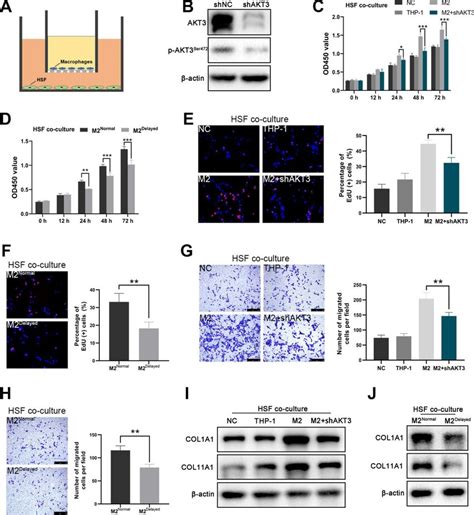 Akt Knockdown In M Macrophages Suppressed Proliferation And Migration