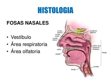 Ciencias Flashcards