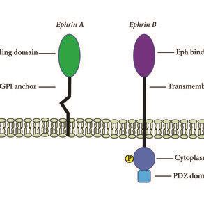 Structure Of Ephrin Ligands The GPI Anchor And Transmembrane Domains