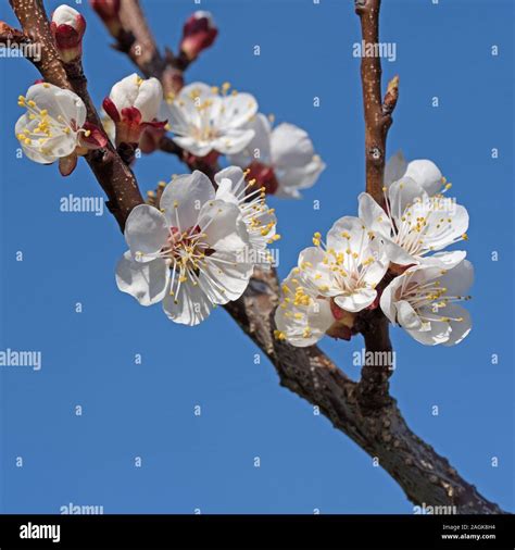 Branch With Apricot Blossoms Prunus Armeniaca Hi Res Stock Photography