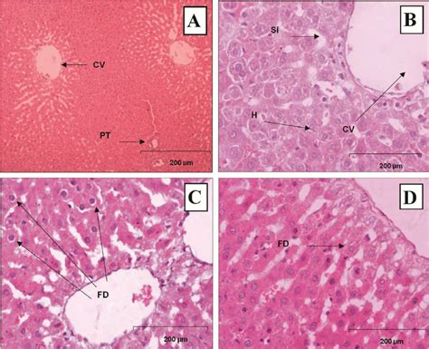 Histopathological Section In The Liver Tissue Of A Control Group0