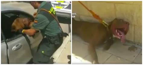 Guardia Civil Rompe Cristal De Auto Y Salva Perrita Encerrada En Pleno