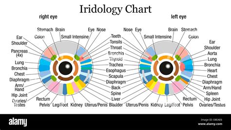 Iridology Diagnosis Chart A Visual Reference Of Charts Chart Master