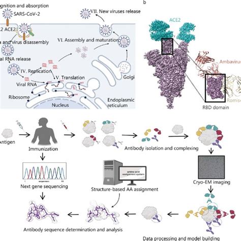 Application Of Cryo Em In Proteolysis Targeting Chimera Protac A Download Scientific Diagram