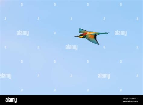 European Bee Eater In Flight Merops Apiaster Stock Photo Alamy