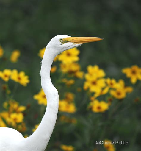 Backyard Birding In Merida Yucatan And Beyond Sunny Flowers On A