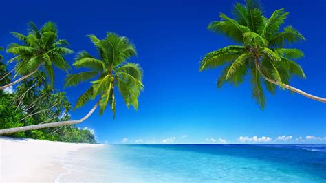 Wallpaper Tropical Beach 5k 4k Wallpaper 8k Paradise Palms Sea