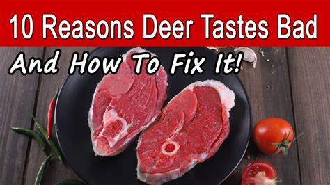 10 Reasons Deer Meat Tastes Bad And How To Make Venison Taste Great Youtube