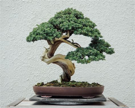 How To Grow And Care For A Bonsai Tree