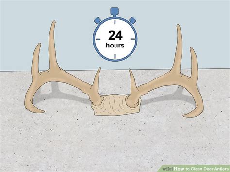 How To Clean Deer Antlers 8 Steps With Pictures Wikihow