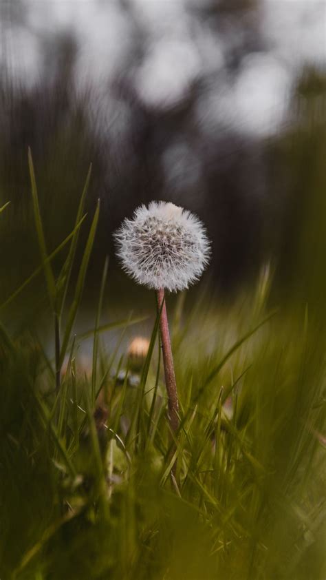 Samsung Galaxy Dandelion Wallpaper