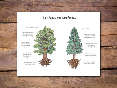 Deciduous Vs Coniferous Venn Diagram The Difference Between