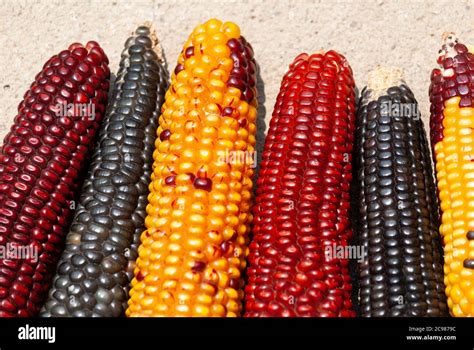 Multi Color Dried Corn Agriculture Product From Guatemala Zea Mays