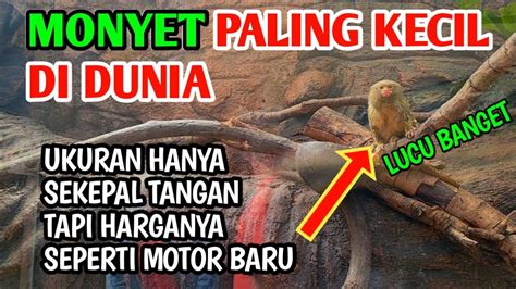 Pygmy Marmoset Monkey Primata Terkecil Di Dunia Youtube