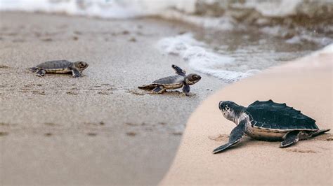 First Time Releasing Sea Turtles To The Sea Youtube