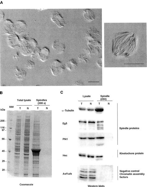 Characterization Of Mitotic Spindles A Dic Pictures Of Isolated