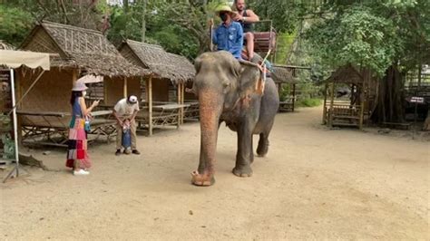 Tourist Riding On An Elephant Daytime Na Stock Video Pond5