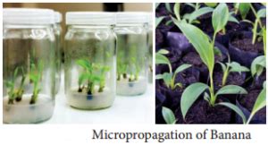 Applications of Plant Tissue Culture