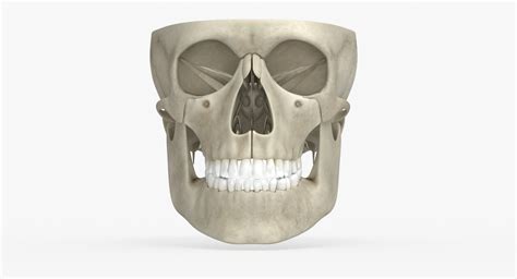 Skull Anatomy 3D Model - TurboSquid 1381796